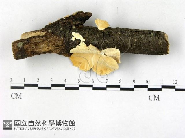 栓菌屬藏品圖，第1張