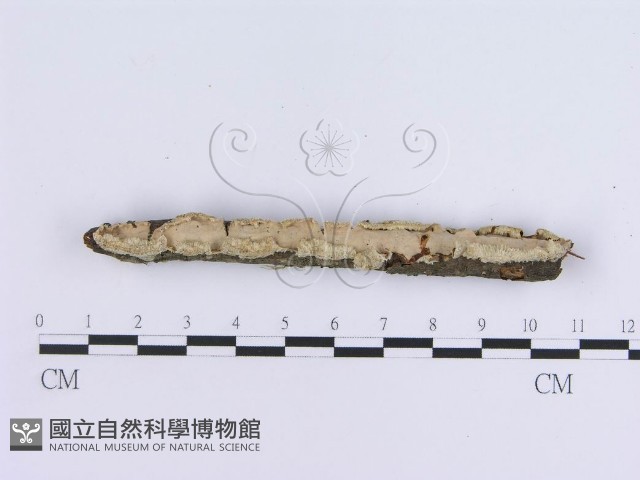 登錄號:F0002731藏品圖，第1張