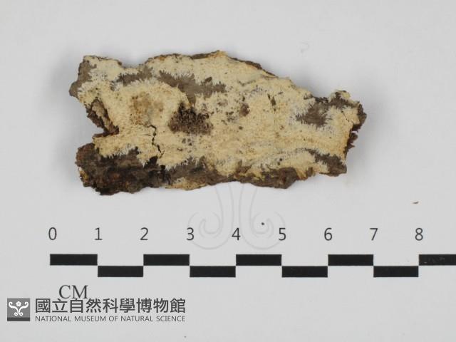 登錄號:F0032731藏品圖，第1張