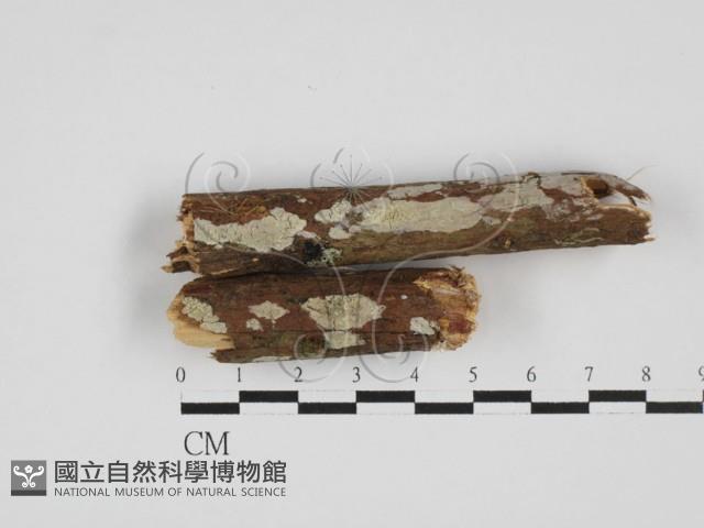 登錄號:F0027731藏品圖，第1張