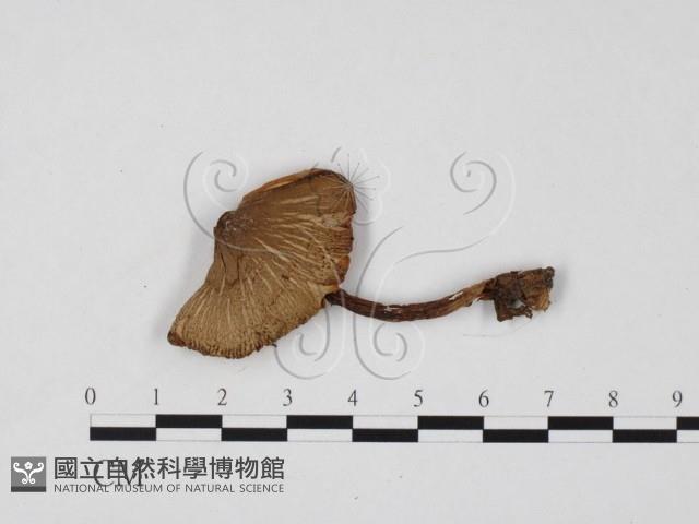 登錄號:F0025731藏品圖，第1張