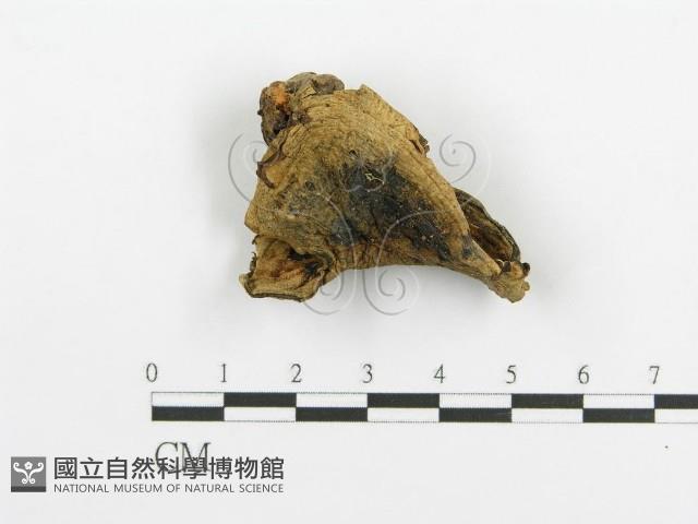 登錄號:F0005731藏品圖，第1張