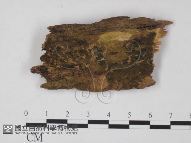 登錄號:F0015731藏品圖，第1張