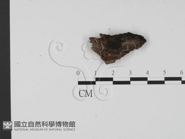 登錄號:F0019731藏品圖，第1張
