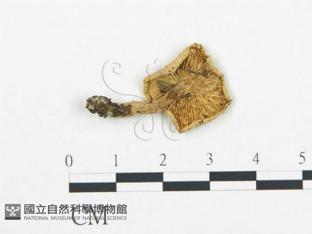 杯傘屬藏品圖，第1張