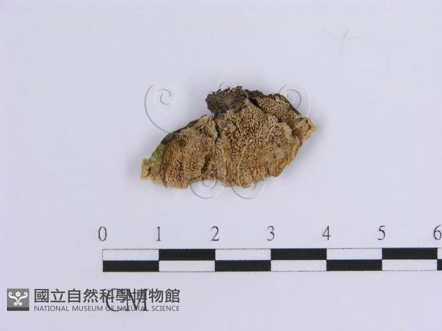 登錄號:F0013731藏品圖，第1張