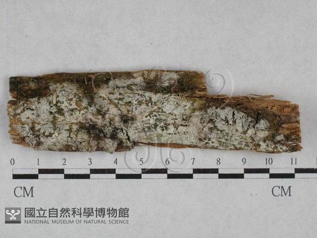 登錄號:F0028531藏品圖，第1張