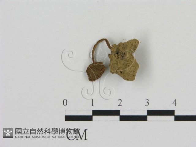 登錄號:F0008531藏品圖，第1張