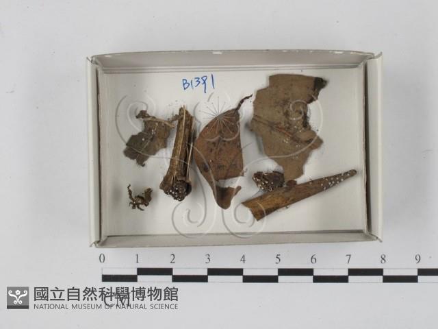 登錄號:F0018531藏品圖，第1張
