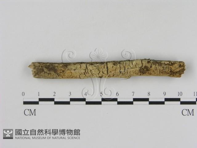 登錄號:F0000531藏品圖，第1張