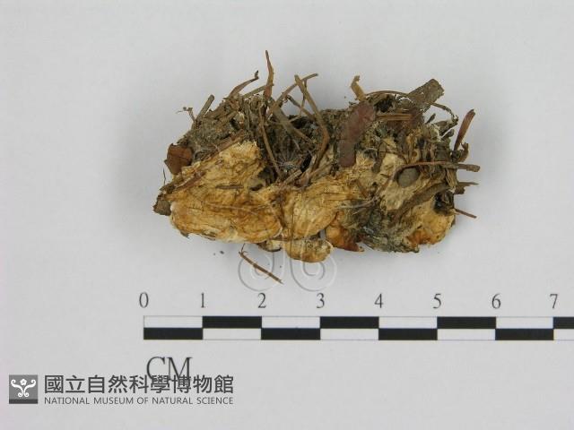 登錄號:F0010531藏品圖，第1張