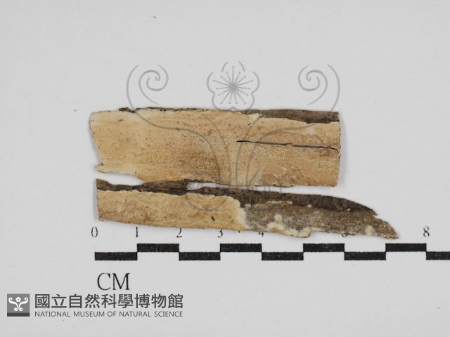 登錄號:F0030531藏品圖，第1張