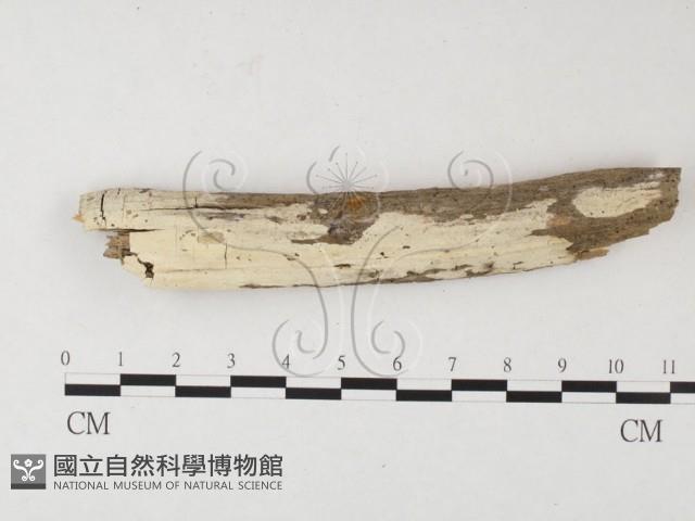 登錄號:F0026531藏品圖，第1張