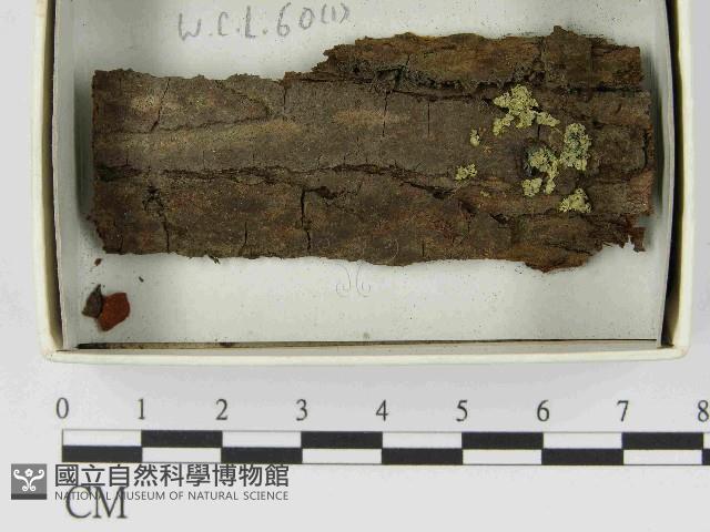 登錄號:F0021531藏品圖，第1張