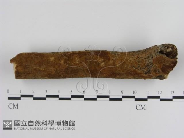 刺革菌屬藏品圖，第1張