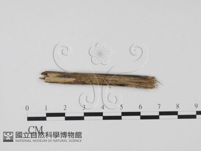 登錄號:F0011531藏品圖，第1張