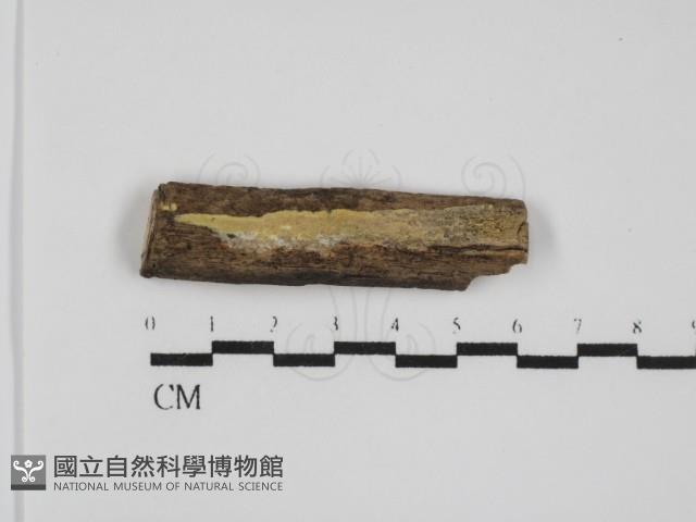 登錄號:F0031531藏品圖，第1張