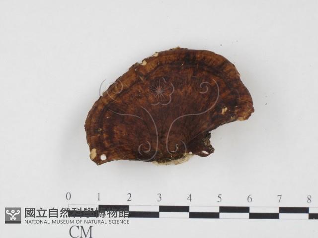 相鄰小孔菌藏品圖，第1張