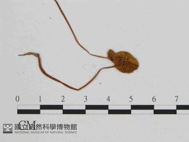 小皮傘屬藏品圖，第1張