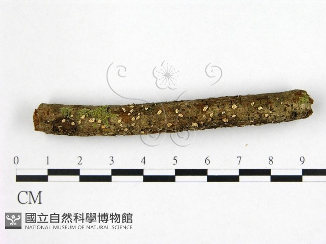 登錄號:F0022531藏品圖，第1張