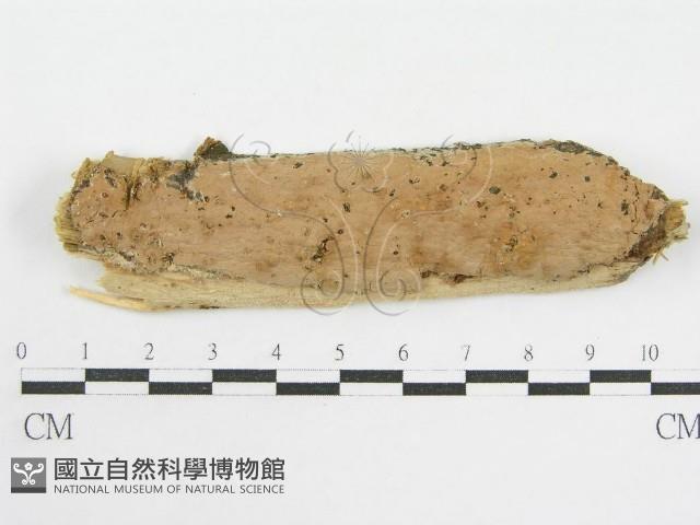 登錄號:F0002531藏品圖，第1張