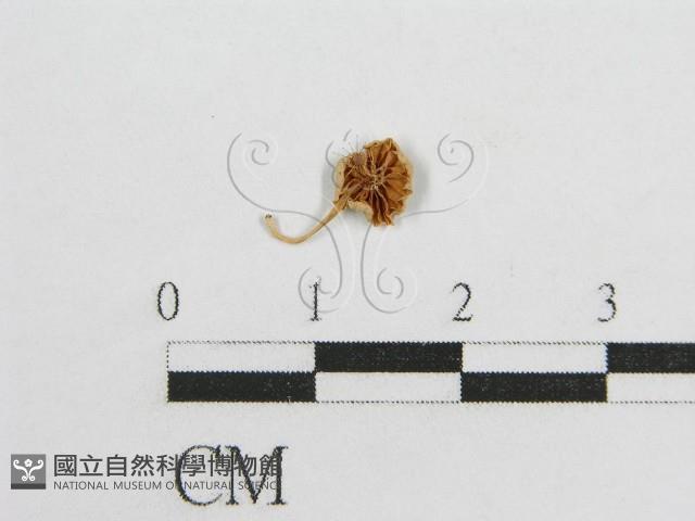 微皮傘屬藏品圖，第1張