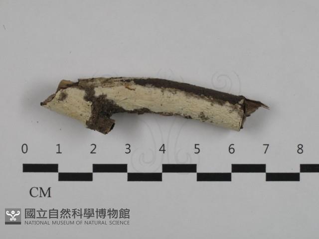 登錄號:F0032531藏品圖，第1張