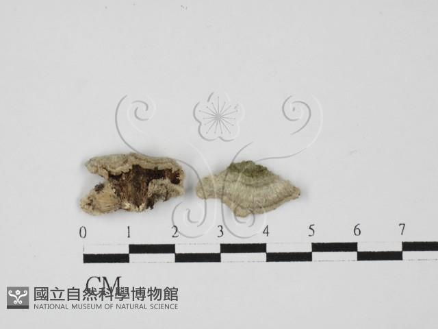 附毛菌屬藏品圖，第1張