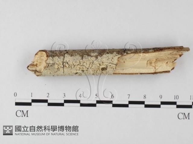 登錄號:F0025531藏品圖，第1張