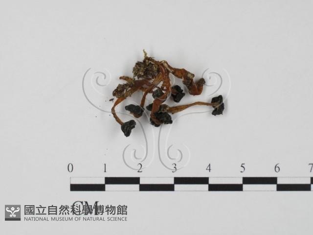 登錄號:F0015531藏品圖，第1張