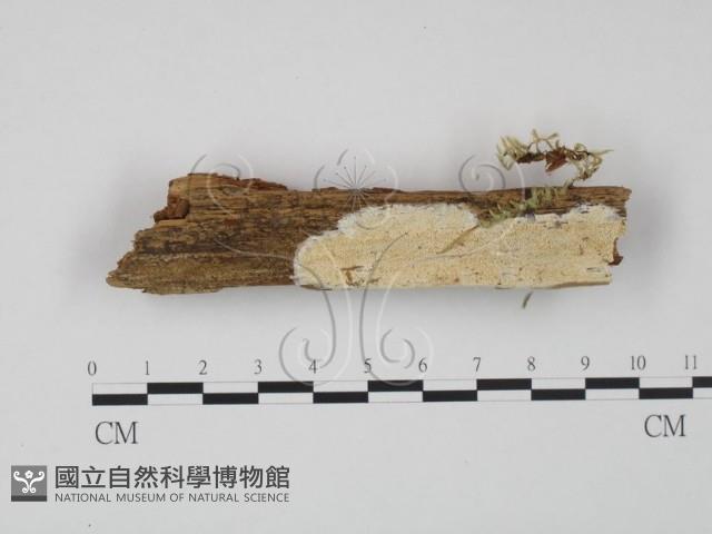 登錄號:F0009531藏品圖，第1張