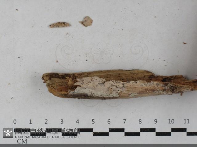 登錄號:F0033531藏品圖，第1張