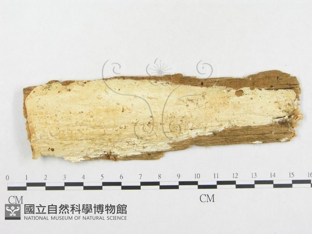 登錄號:F0008131藏品圖，第1張