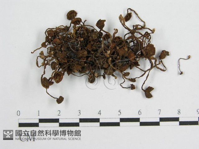 登錄號:F0010131藏品圖，第1張