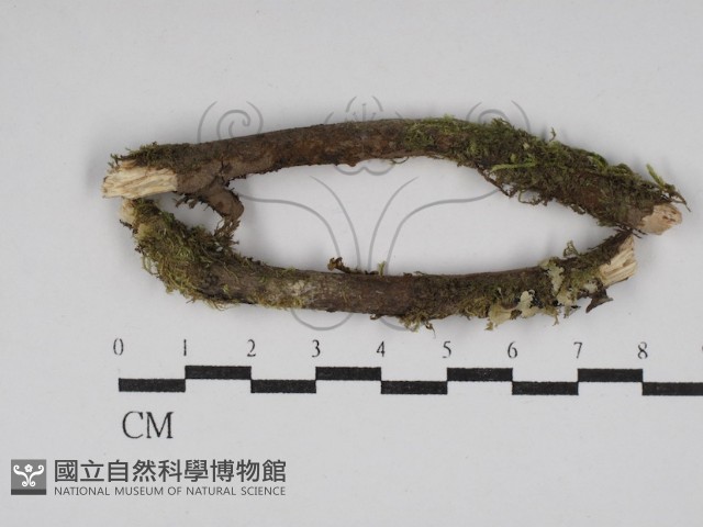 刺革菌屬藏品圖，第1張