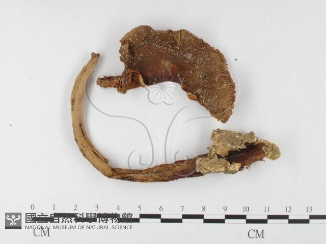 登錄號:F0026131藏品圖，第1張