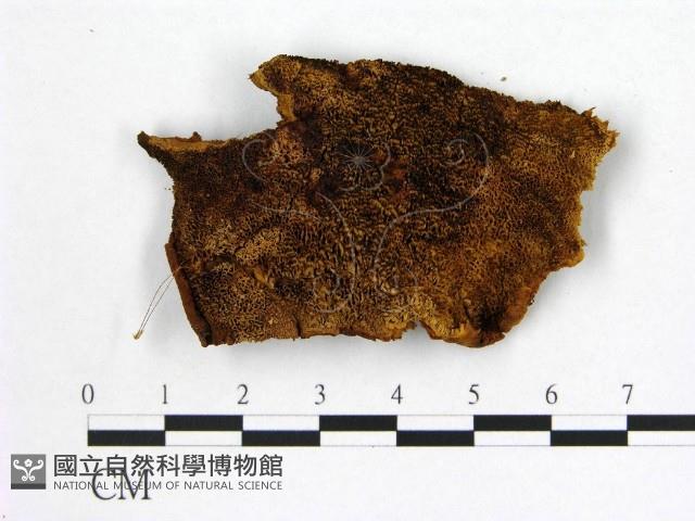 登錄號:F0006131藏品圖，第1張