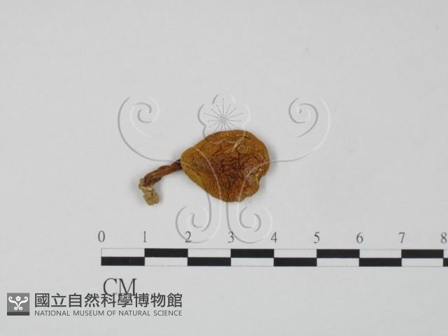 登錄號:F0001131藏品圖，第1張