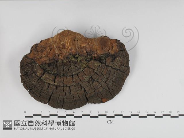 桑黃藏品圖，第1張
