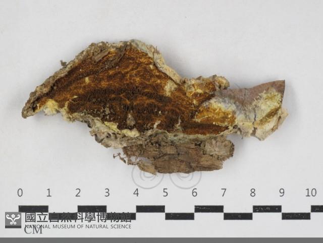 糖圓齒菌藏品圖，第1張