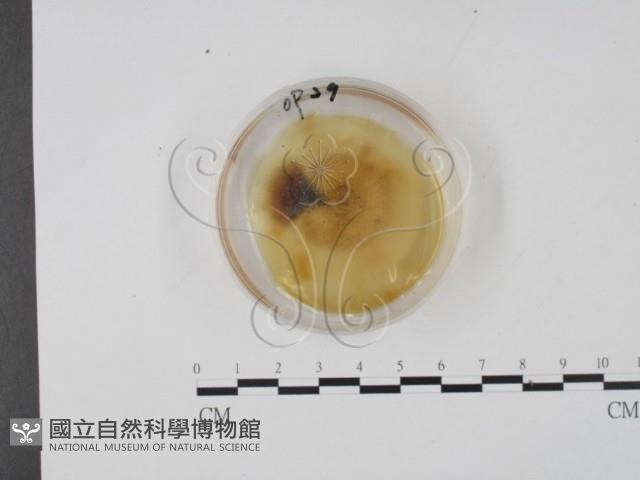 登錄號:F0022131藏品圖，第1張