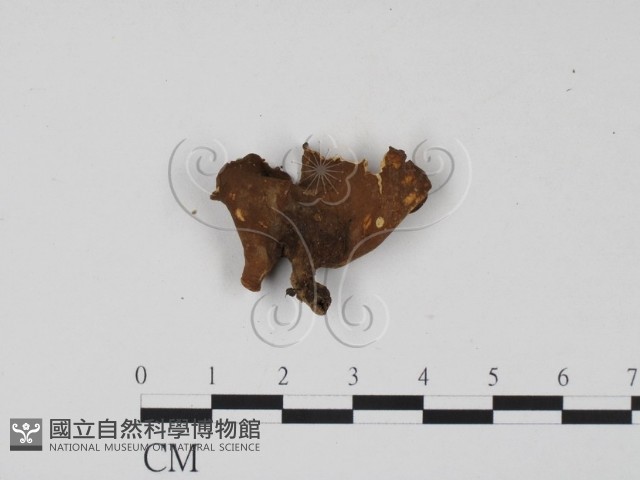 登錄號:F0002131藏品圖，第1張