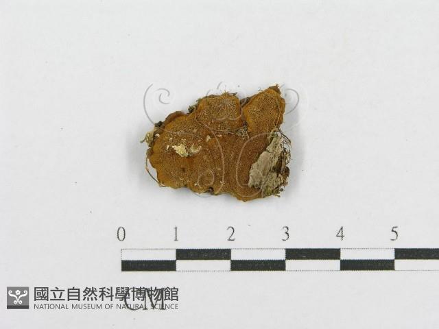 木層孔菌屬藏品圖，第1張
