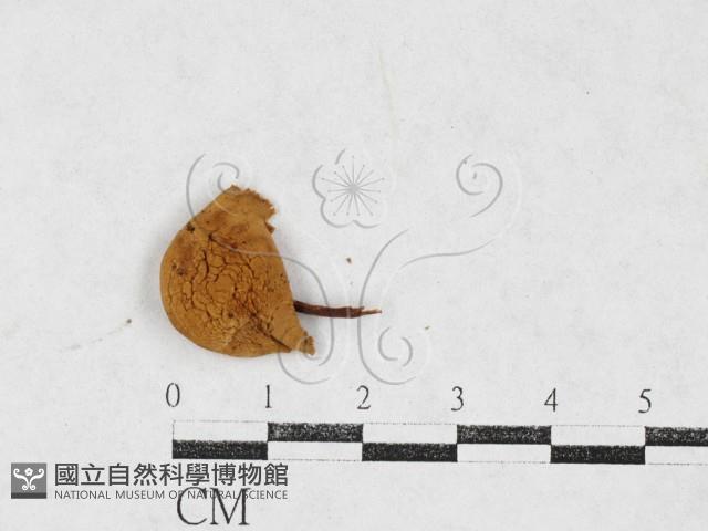 登錄號:F0027131藏品圖，第1張