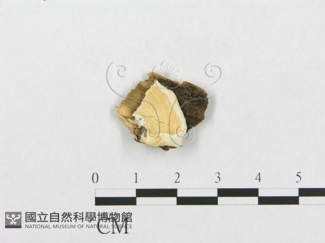 登錄號:F0007131藏品圖，第1張