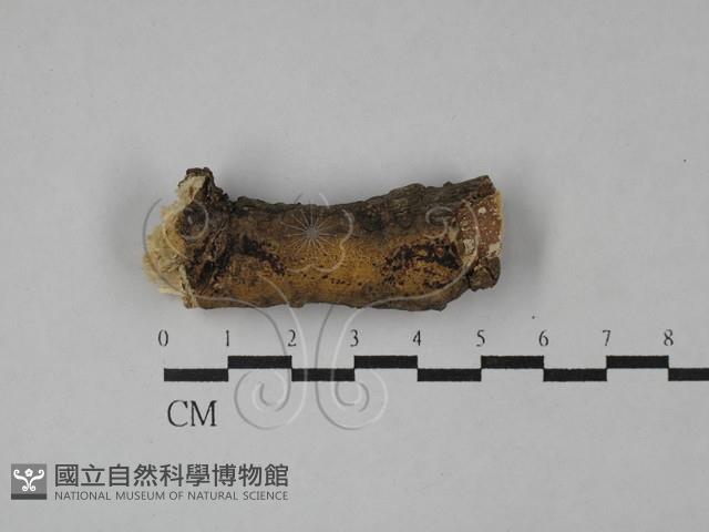 登錄號:F0029131藏品圖，第1張