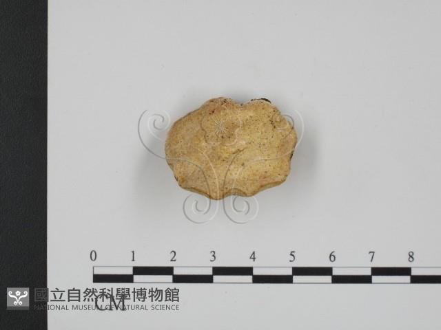 登錄號:F0009131藏品圖，第1張