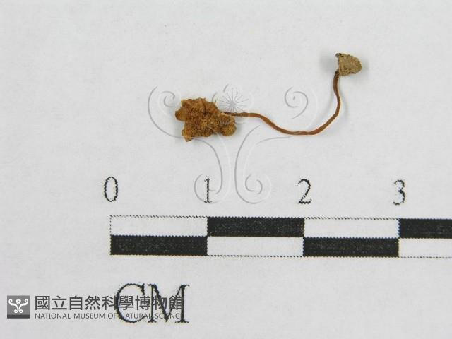 盔孢傘屬藏品圖，第1張
