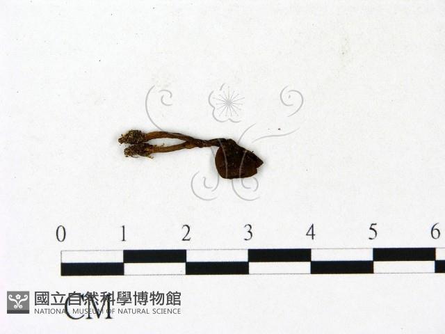 登錄號:F0023131藏品圖，第1張