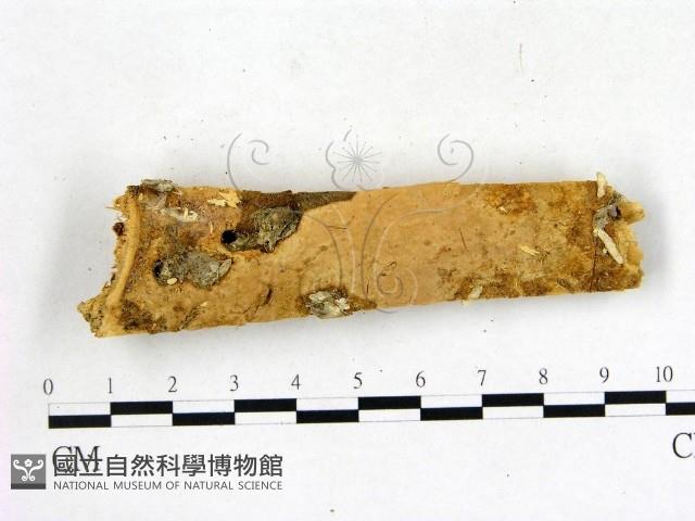 登錄號:F0003131藏品圖，第1張